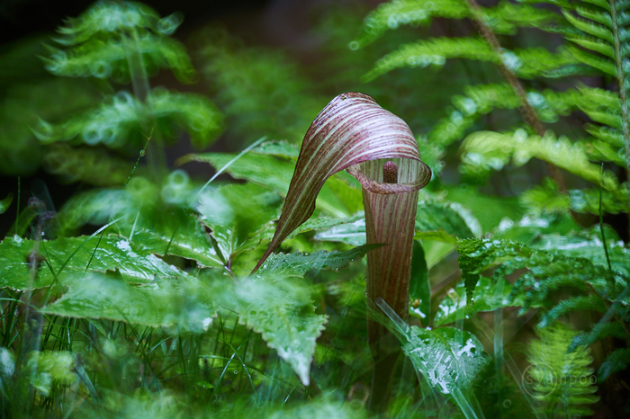 お写ん歩: Tokina SZ 300mm PRO Reflex F7.1 MF CF Emountアーカイブ